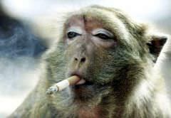 Smokin' monkey....