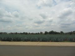 Agave fields