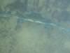 post-12719-0-00829300-1365855918_thumb.j