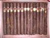 tobacco-beetle.jpg