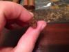 post-17594-0-03675900-1382486444_thumb.j
