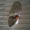 post-20396-0-37241300-1414134255_thumb.j
