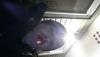 post-5330-0-14534500-1419481910_thumb.jp