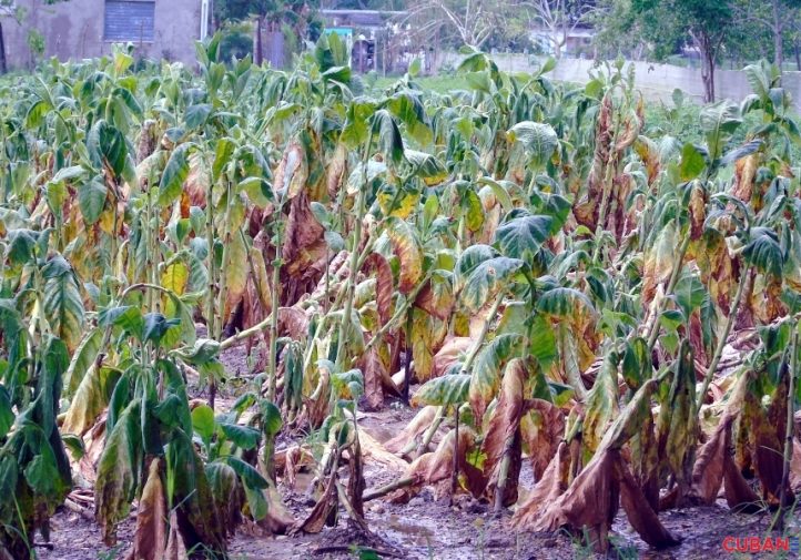 Tobacco Crop.jpg