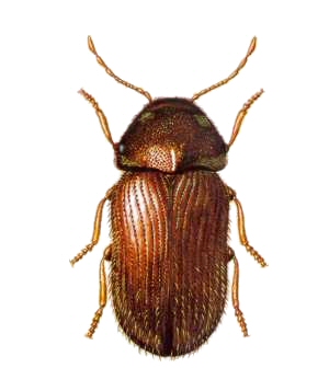 Tobacco Beetle.jpg