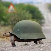 SammyTurtle