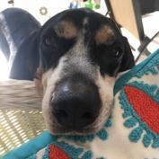 Lawdawg