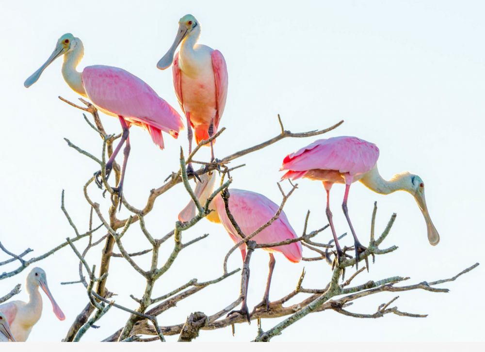 Birds.PNG