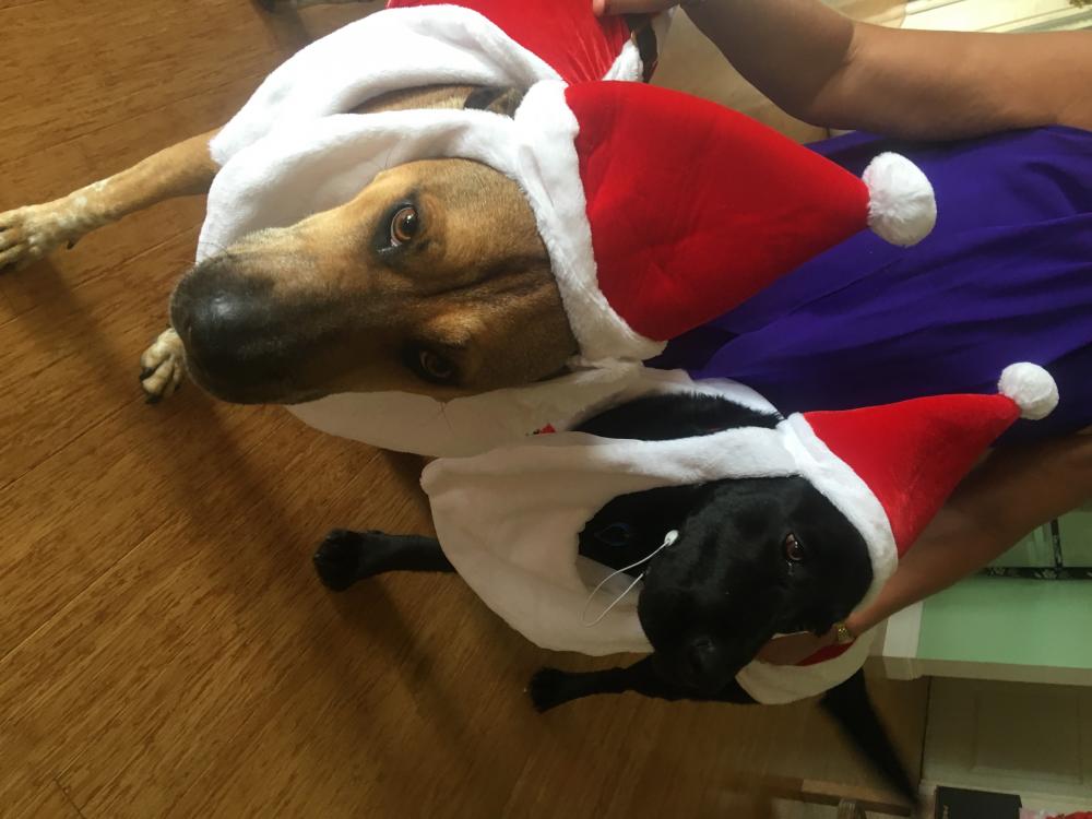 Christmas Hounds.JPG