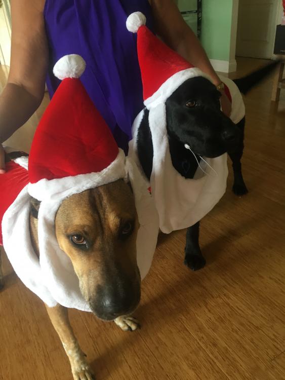 Christmas Hounds.JPG