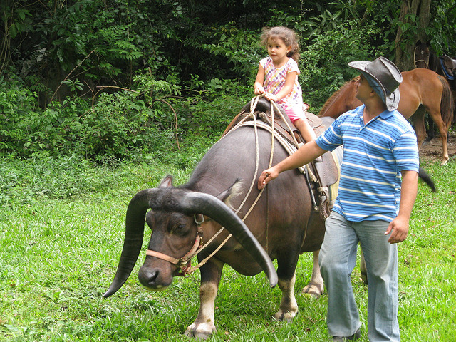 ox ride.jpg