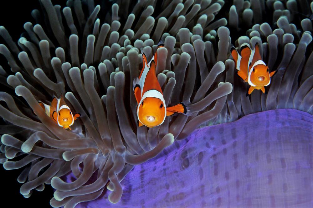 Clown Fish.jpg