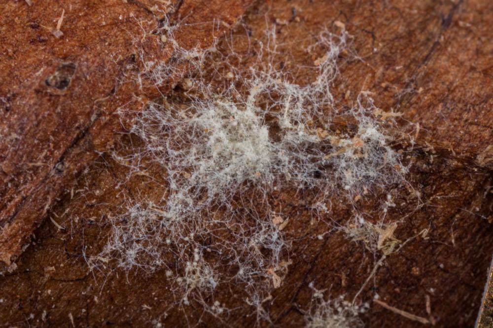 Mold-2.jpg
