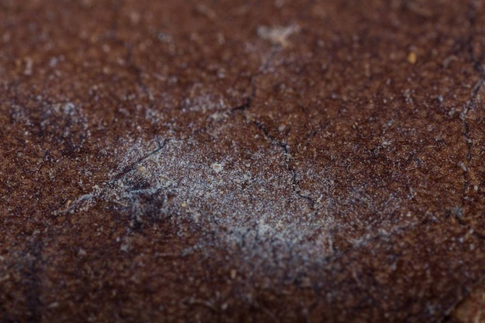 Mold-3.jpg