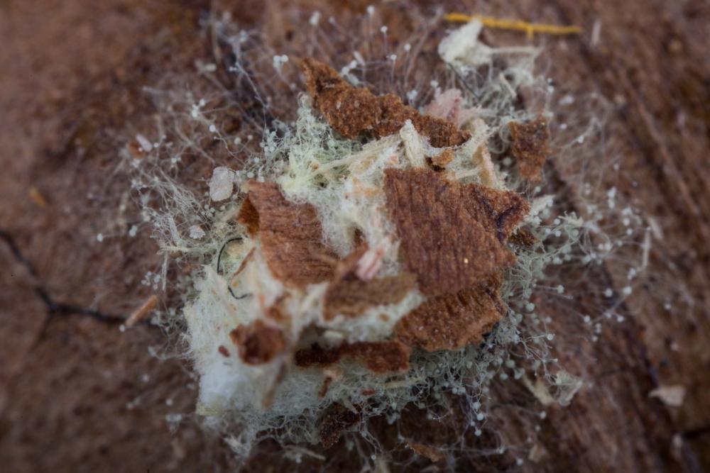 Mold-5.jpg