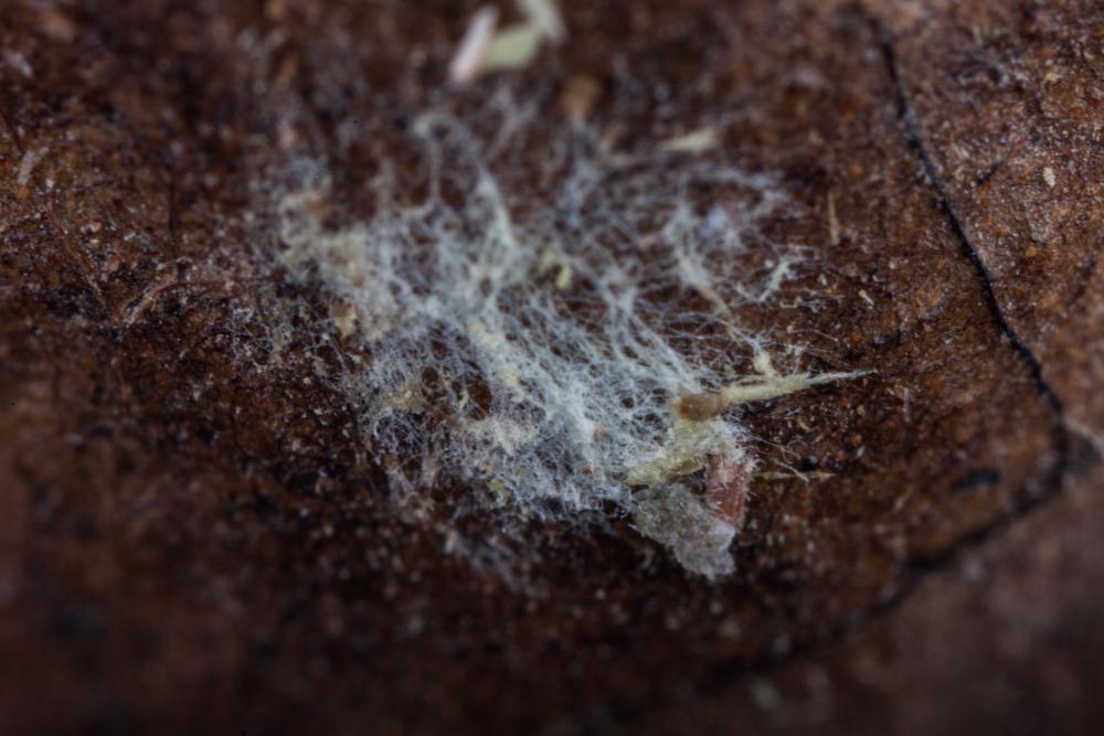 Mold-6.jpg