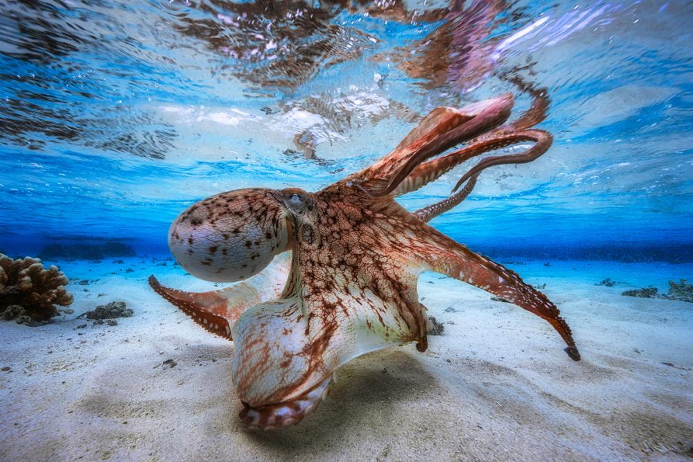 Octopus.jpg