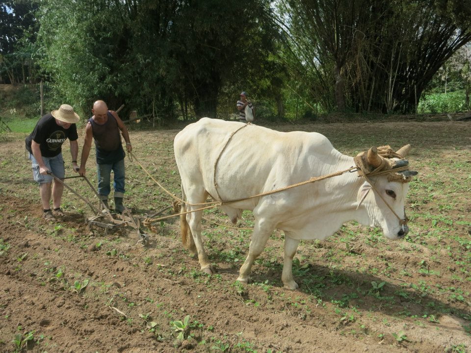 Palomo.jpg