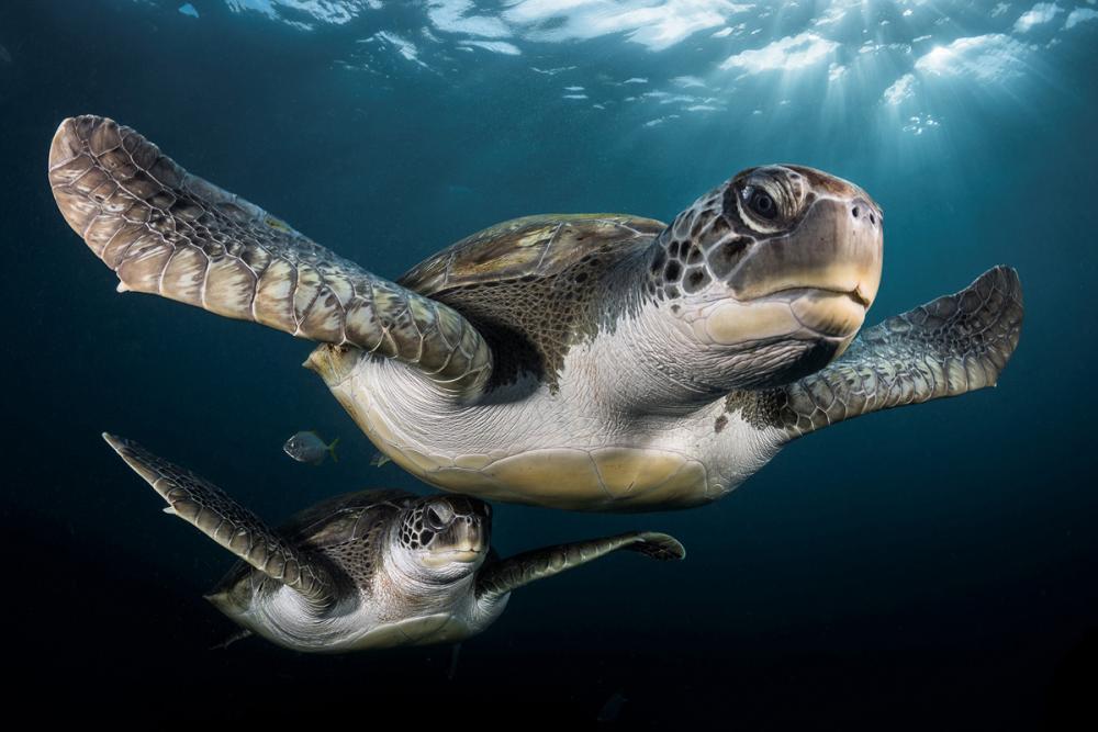 Turtles.jpg