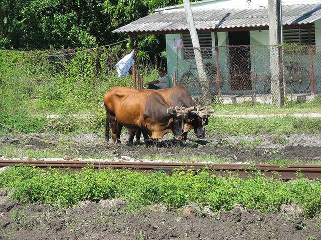 oxen.jpg