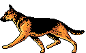 shepherd.gif.32746c38e9214a03eab19d27db234721.gif