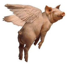 flyingpig.jpg-w=216&h=207.gif