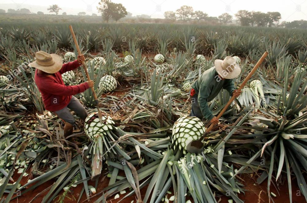 farm-workers-called-jimadores-cut-the-leaves-off-the-agave-plant-FTXP0F.jpg
