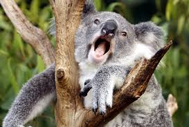 Koala mating 2.jpg