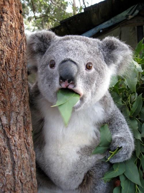 koala.jpg.563258c49a5cb3d71f6142072eaf3ce3.jpg