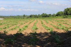 Baby cigars - a young tobacco crop