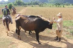 where every cigar begins - the farmer