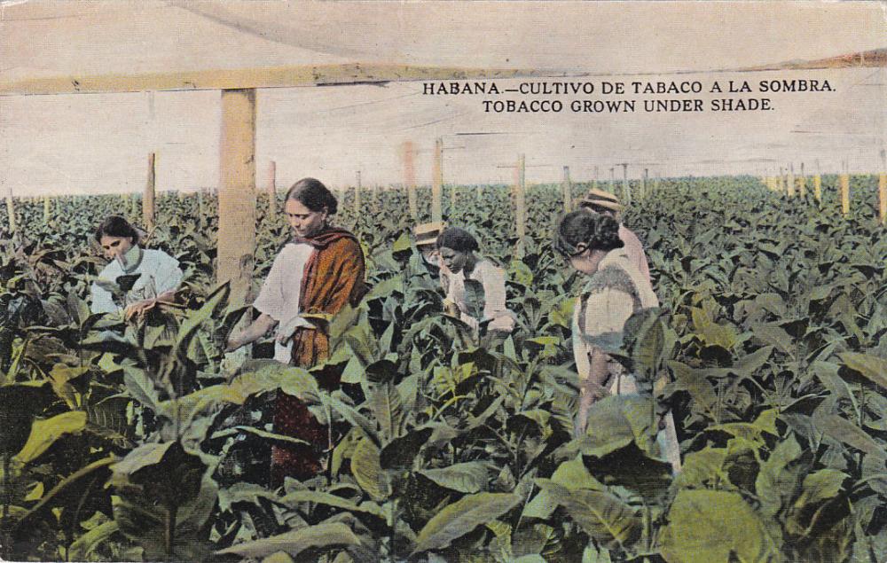 Habana tobacco shade.jpg
