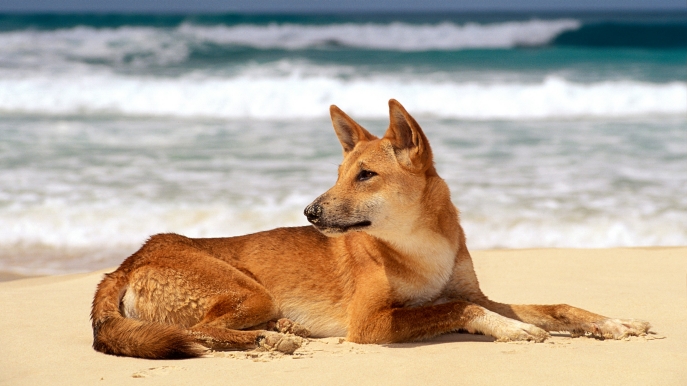 dingo.jpg.e49419eb8691f421022bfa6cf5ddd3cd.jpg