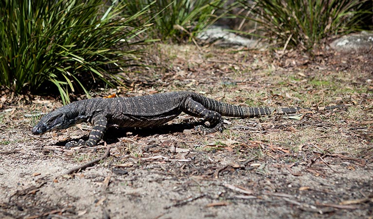 lace-monitor-01.jpg.bd17b10673e11c4b35e641d520aa777b.jpg