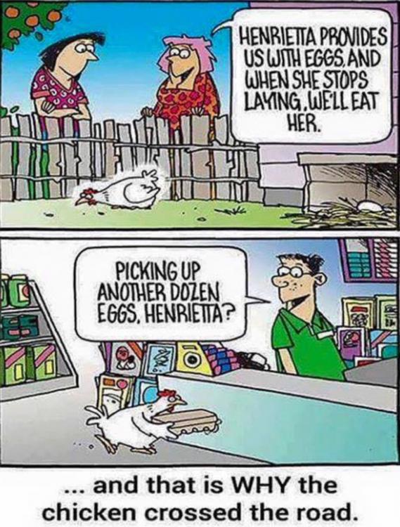 Chicken.jpg