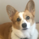 BrightonCorgi