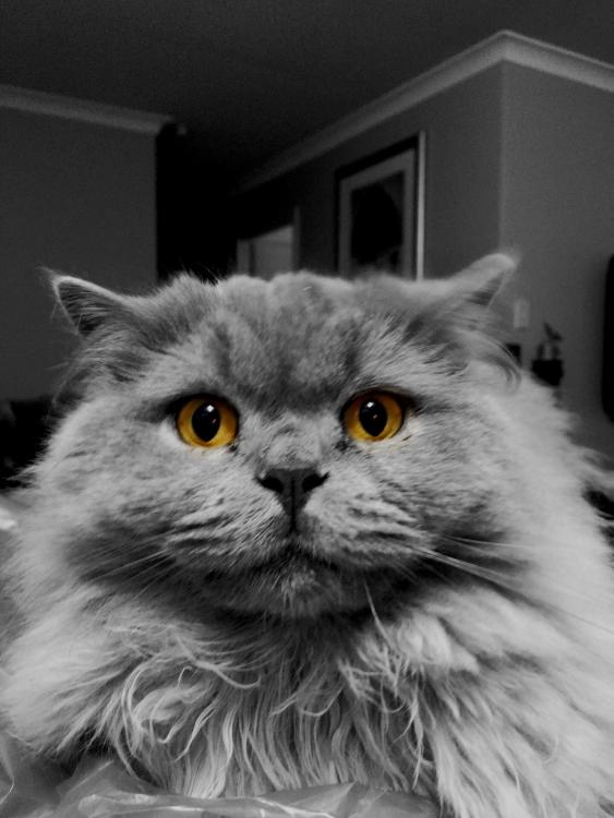 963D45ED-02C5-4B42-BA8C-C3C5A78B3618.jpeg