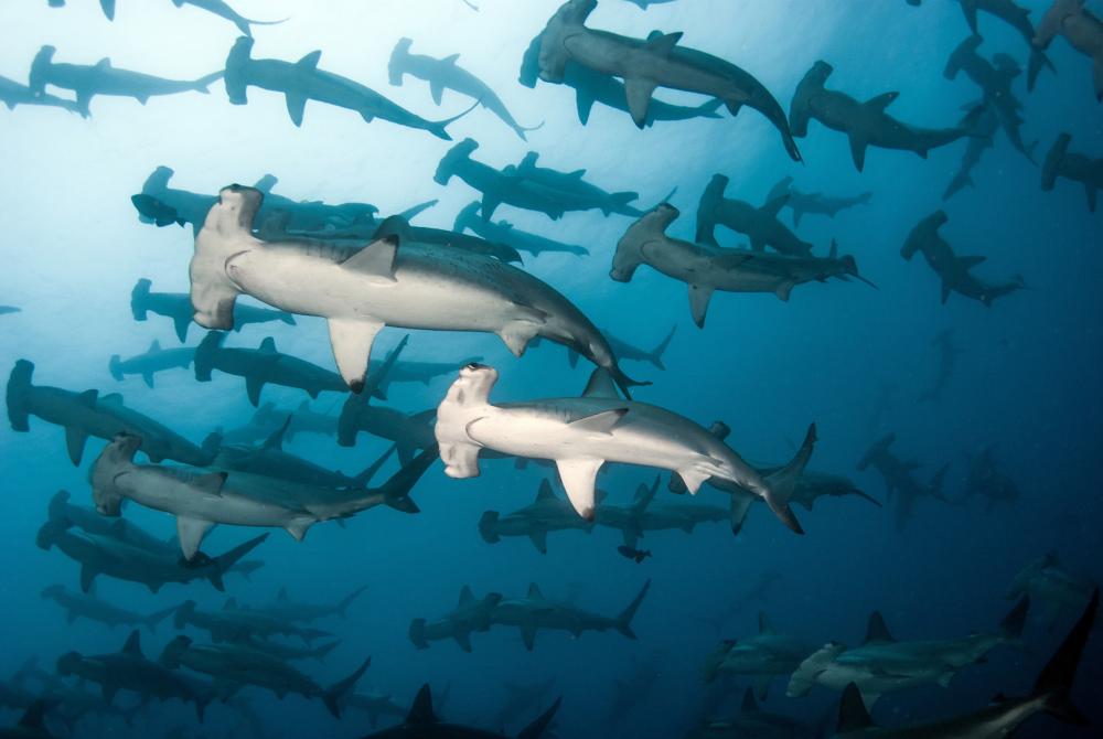 6-galapagos-h_underwater_1.jpg