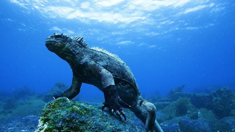 Galapagos-Islands-7.jpg