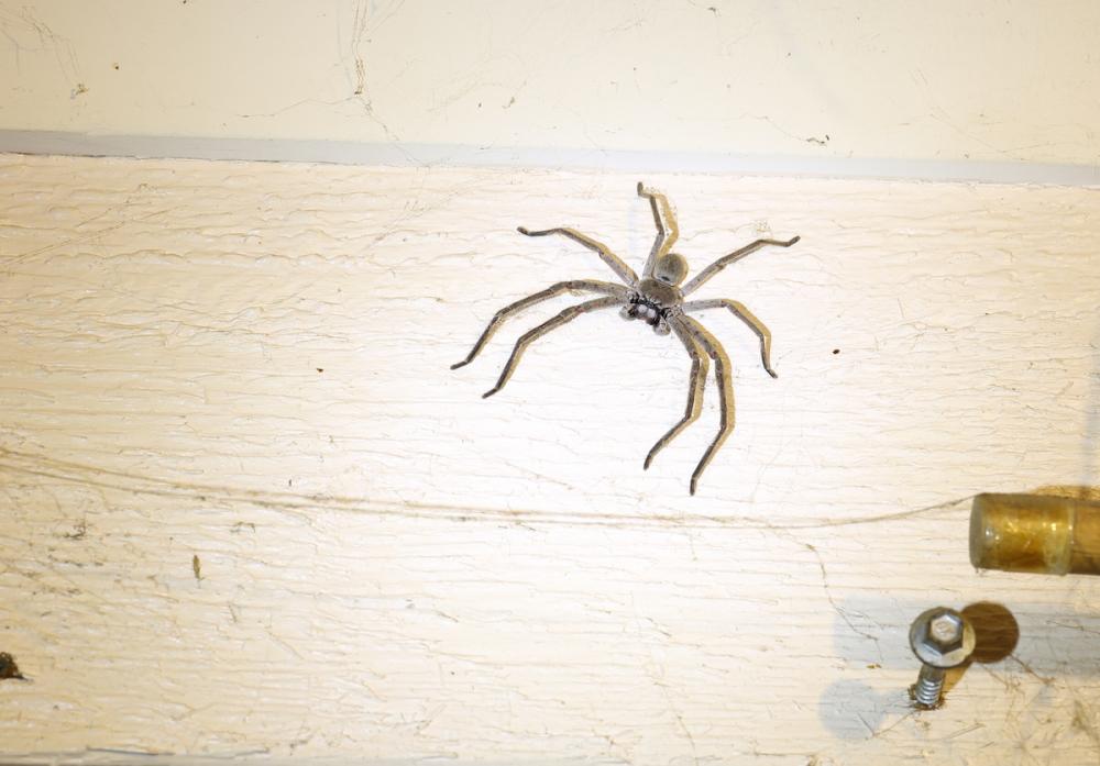 Huntsman.thumb.jpg.c9952a2cd0a48e96c3b4593662c4ea42.jpg