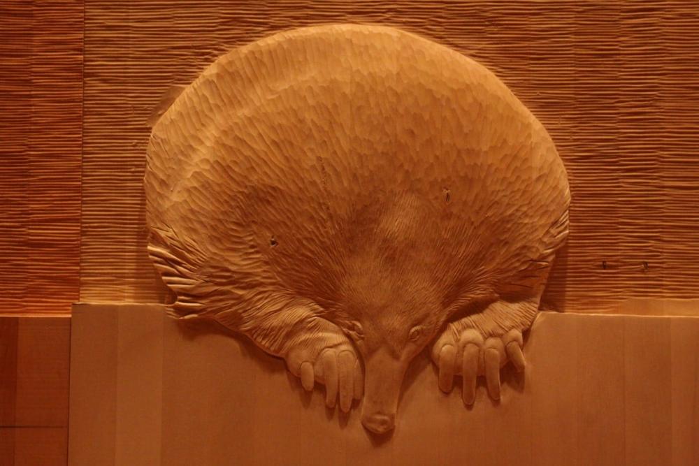 The-wall-echindna.jpg