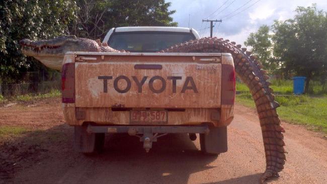 croc.jpg.d8d9941124c0030f683c9cd50c1b0bac.jpg