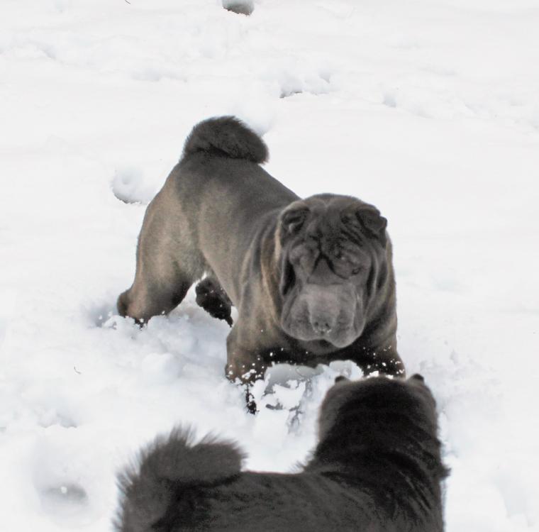 Urban play bow in snow.jpg