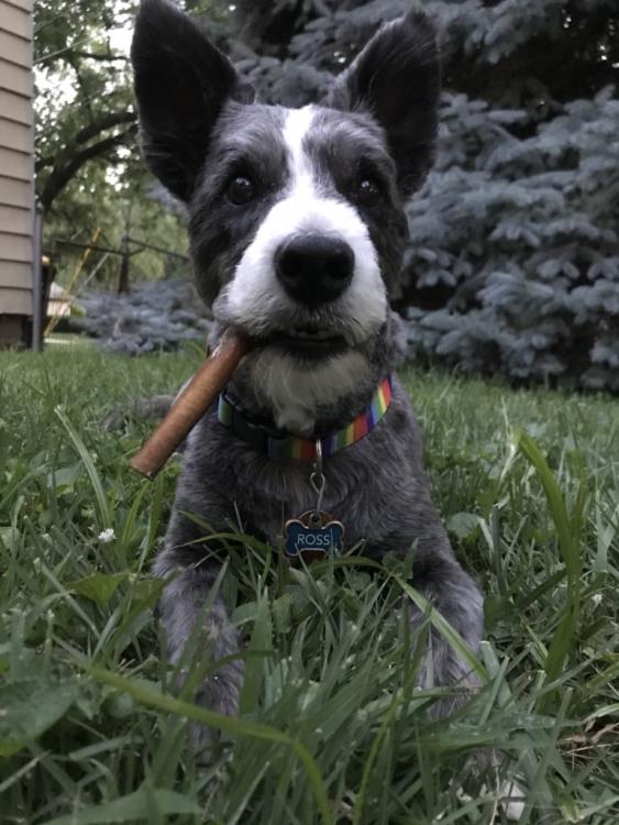 dogcigarmouth.jpg