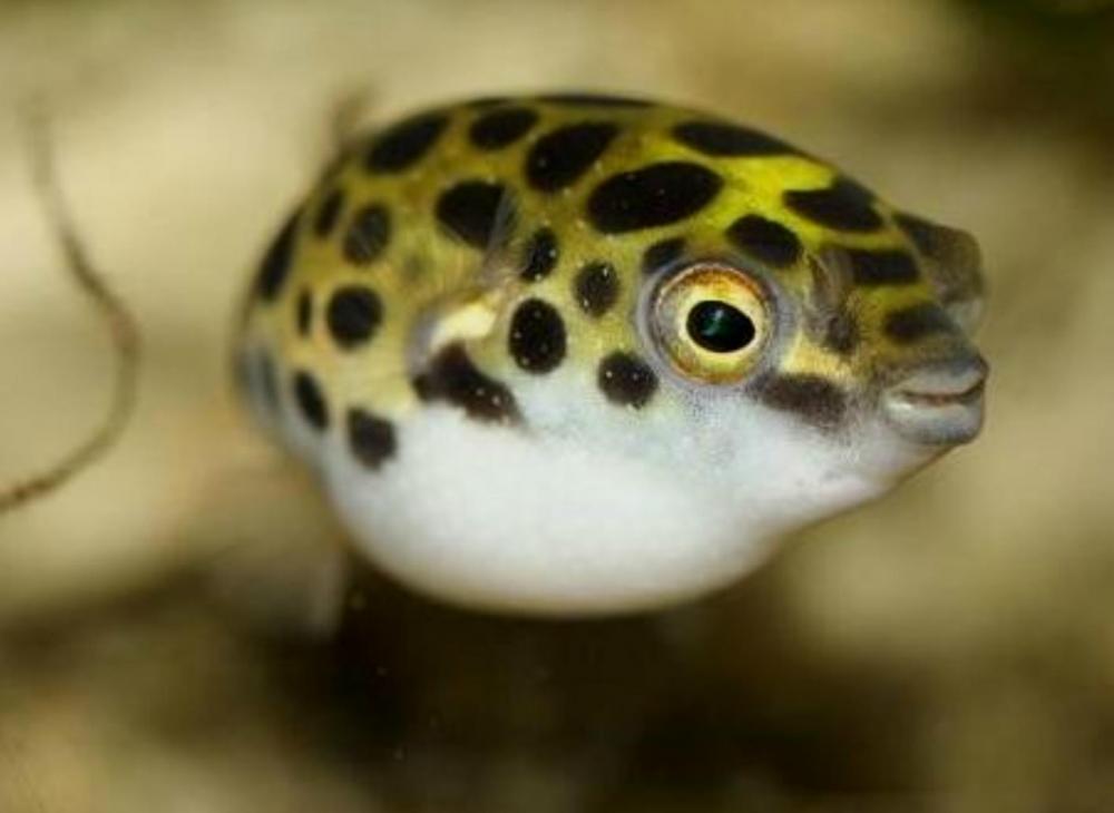 fugu_1.thumb.jpg.32a20184486514ca5894f382461bb67b.jpg