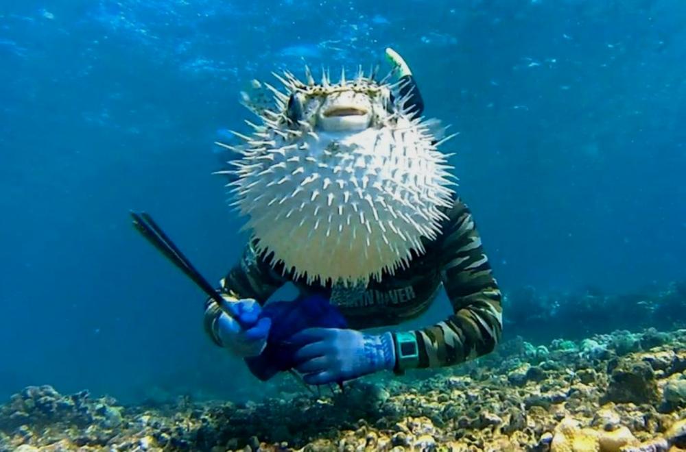 fugu_2.thumb.jpg.2fb72d6c17ed929ecb23091e8dfb64fc.jpg