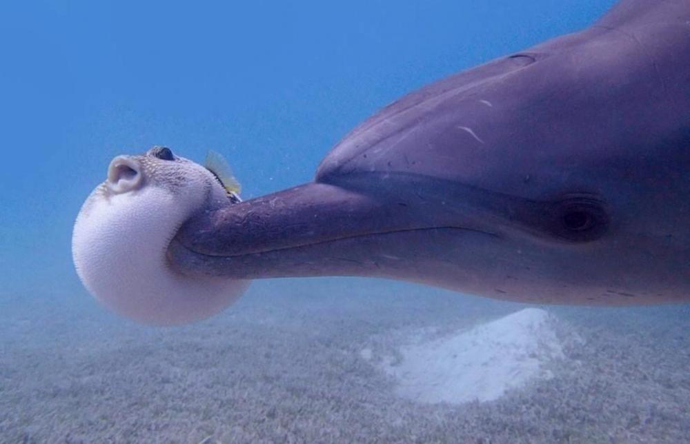 fugu_3.thumb.JPG.0d5b4d800bc7e7f1ed3dcb5d7d9485ff.JPG
