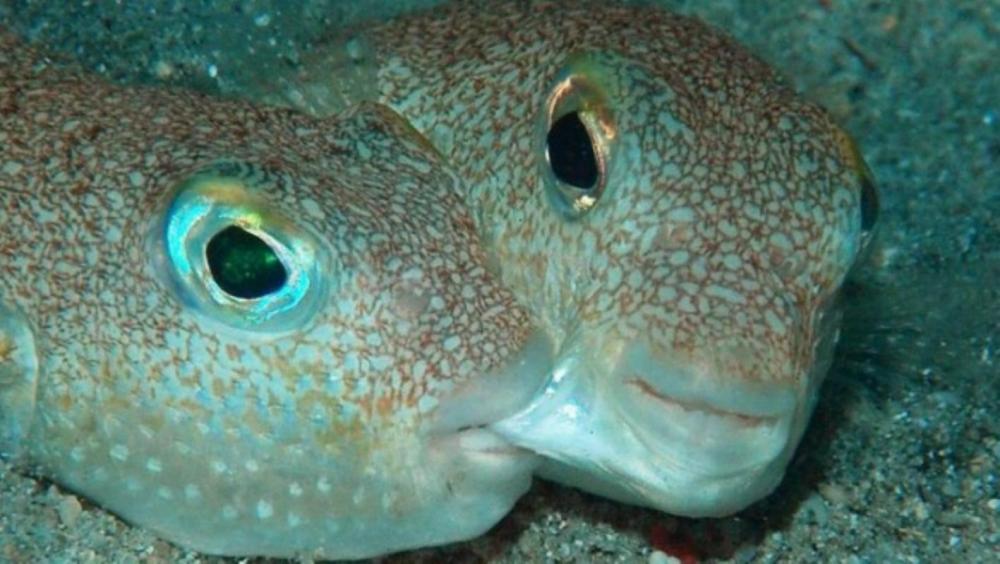fugu_4.thumb.JPG.5bc072d50381da43e3a3e021c1515646.JPG