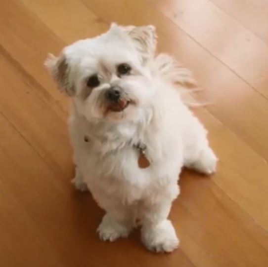 Dog 1.JPG