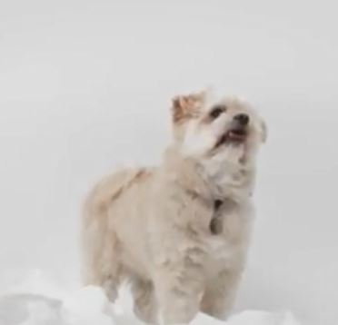 Dog 3.JPG